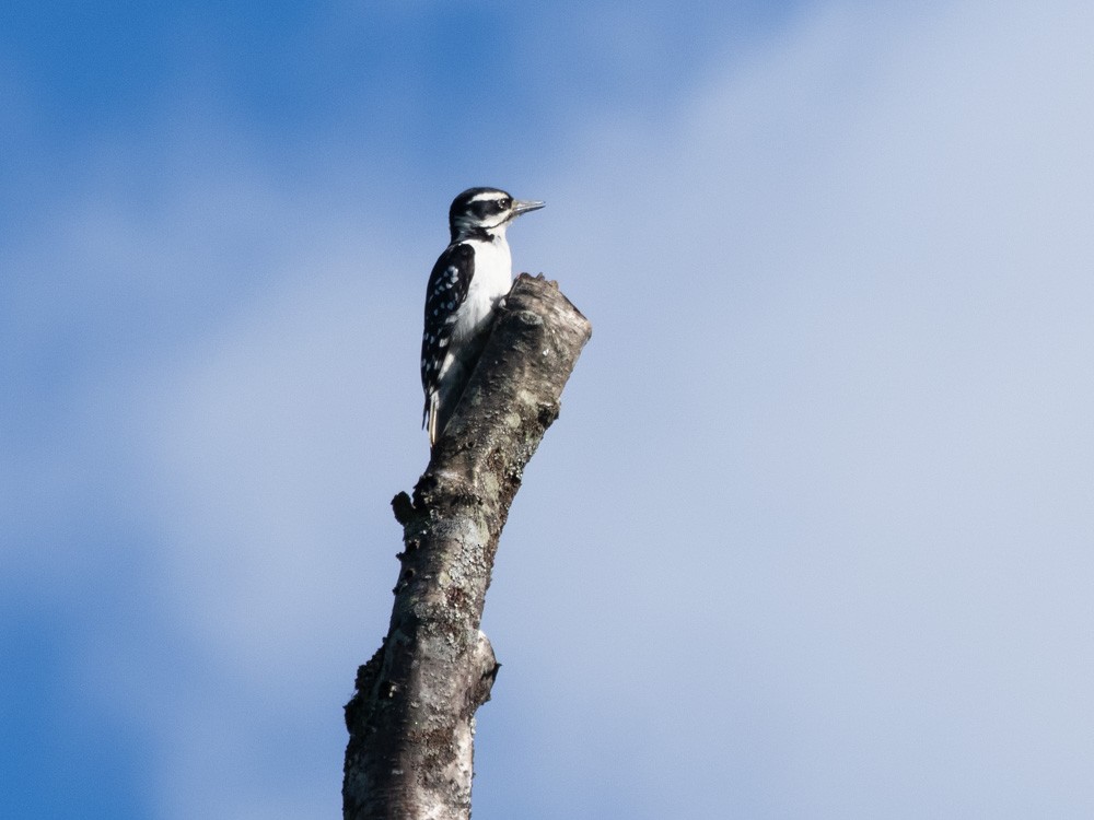 Hairy Woodpecker - ML621192742