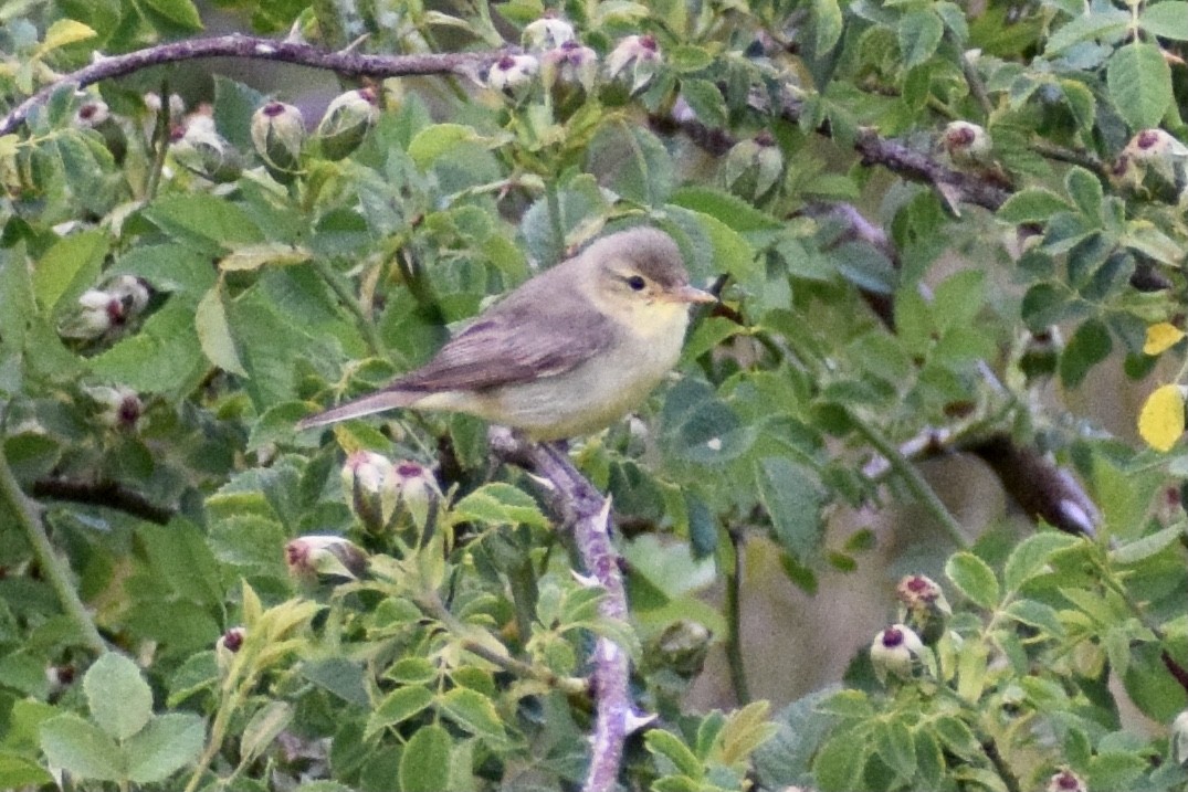 Melodious Warbler - ML621192743