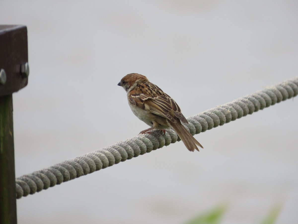 Eurasian Tree Sparrow - ML621192747
