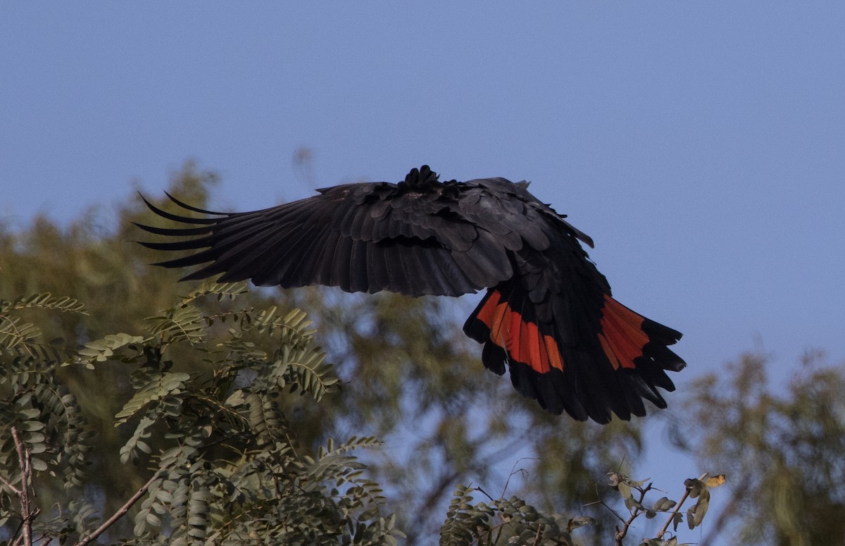 Red-tailed Black-Cockatoo - ML621192758