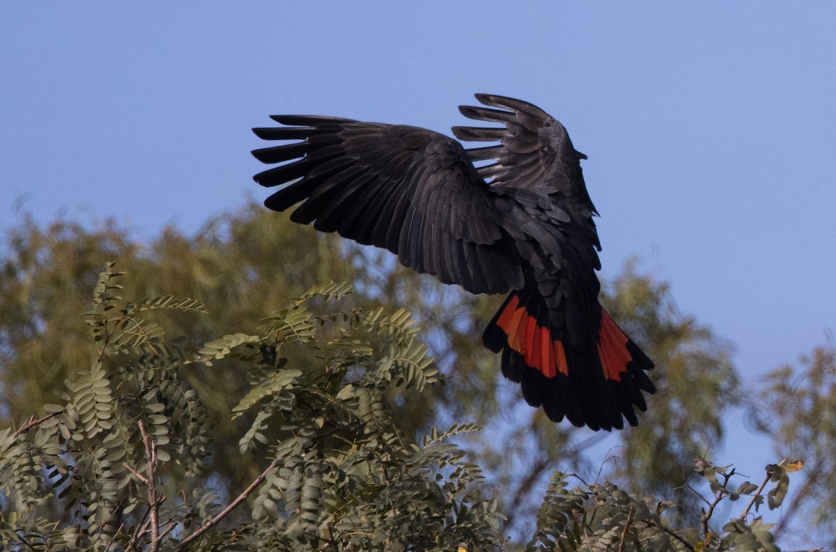 Red-tailed Black-Cockatoo - ML621192759