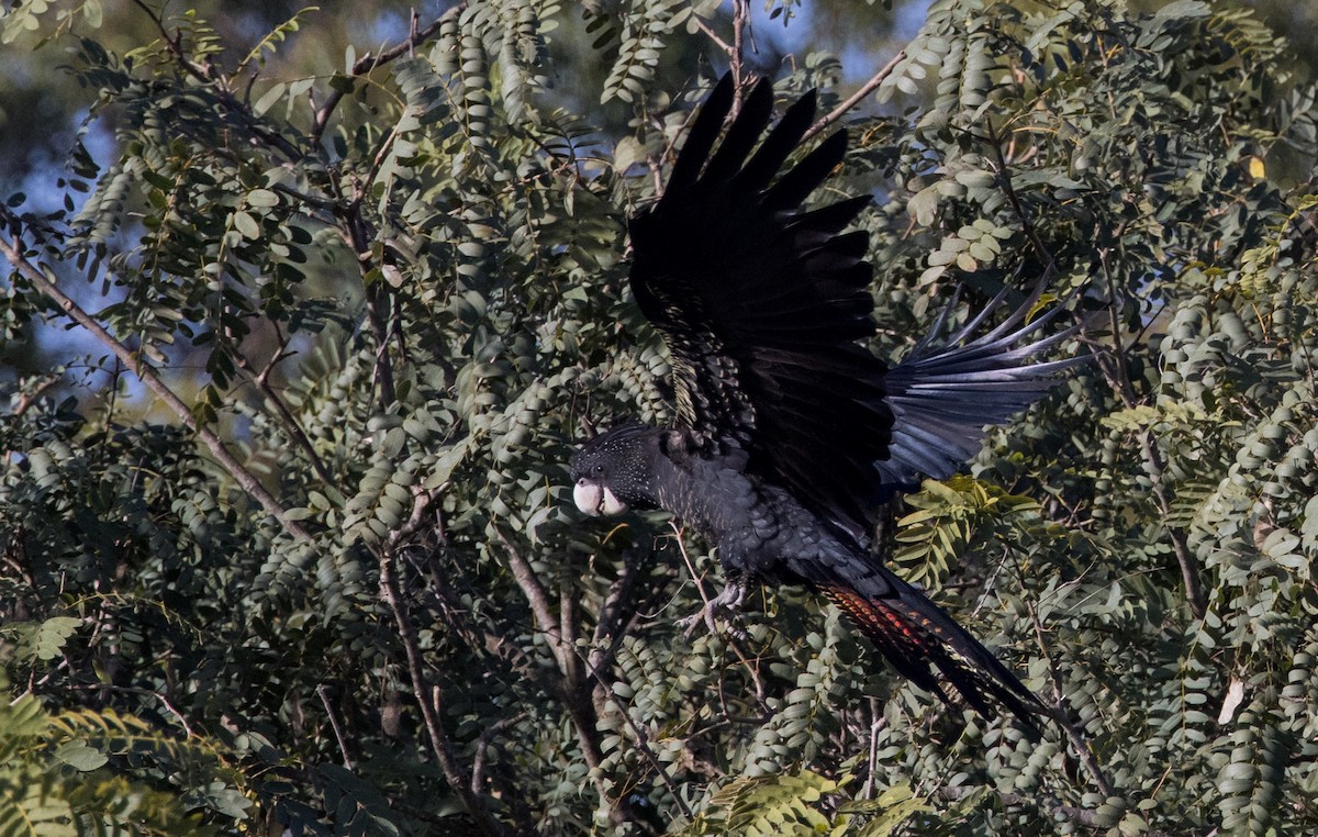 Red-tailed Black-Cockatoo - ML621192760
