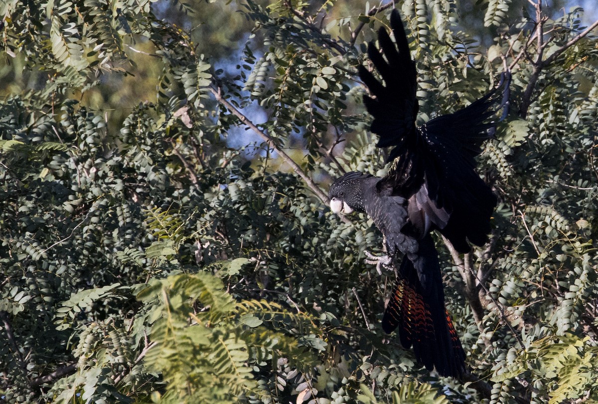 Red-tailed Black-Cockatoo - ML621192761