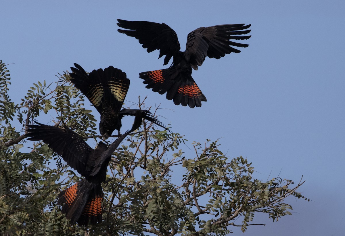 Red-tailed Black-Cockatoo - ML621192763