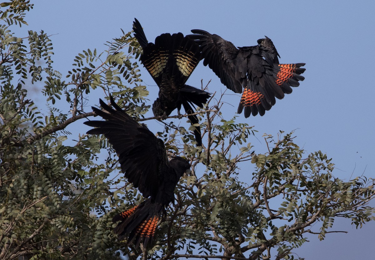 Red-tailed Black-Cockatoo - ML621192764