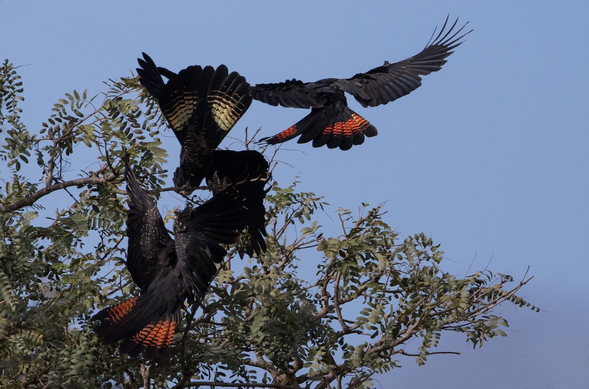 Red-tailed Black-Cockatoo - ML621192765