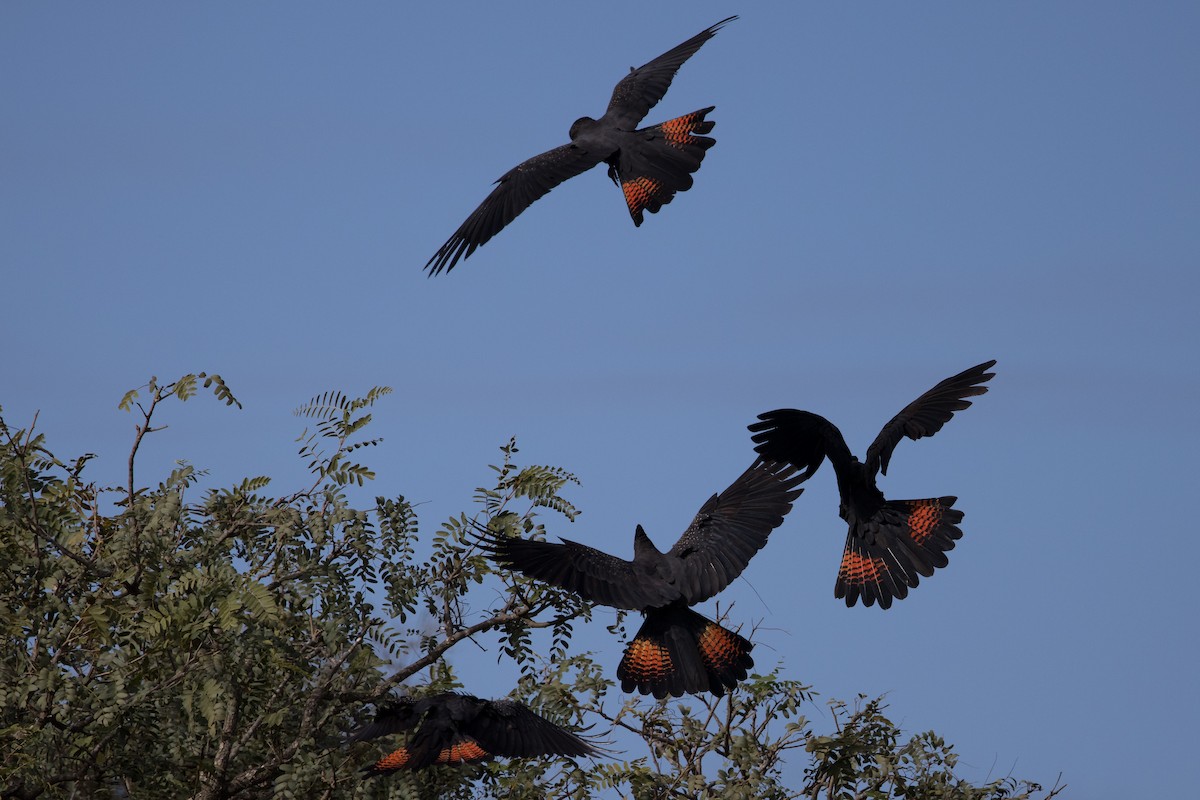 Red-tailed Black-Cockatoo - ML621192769