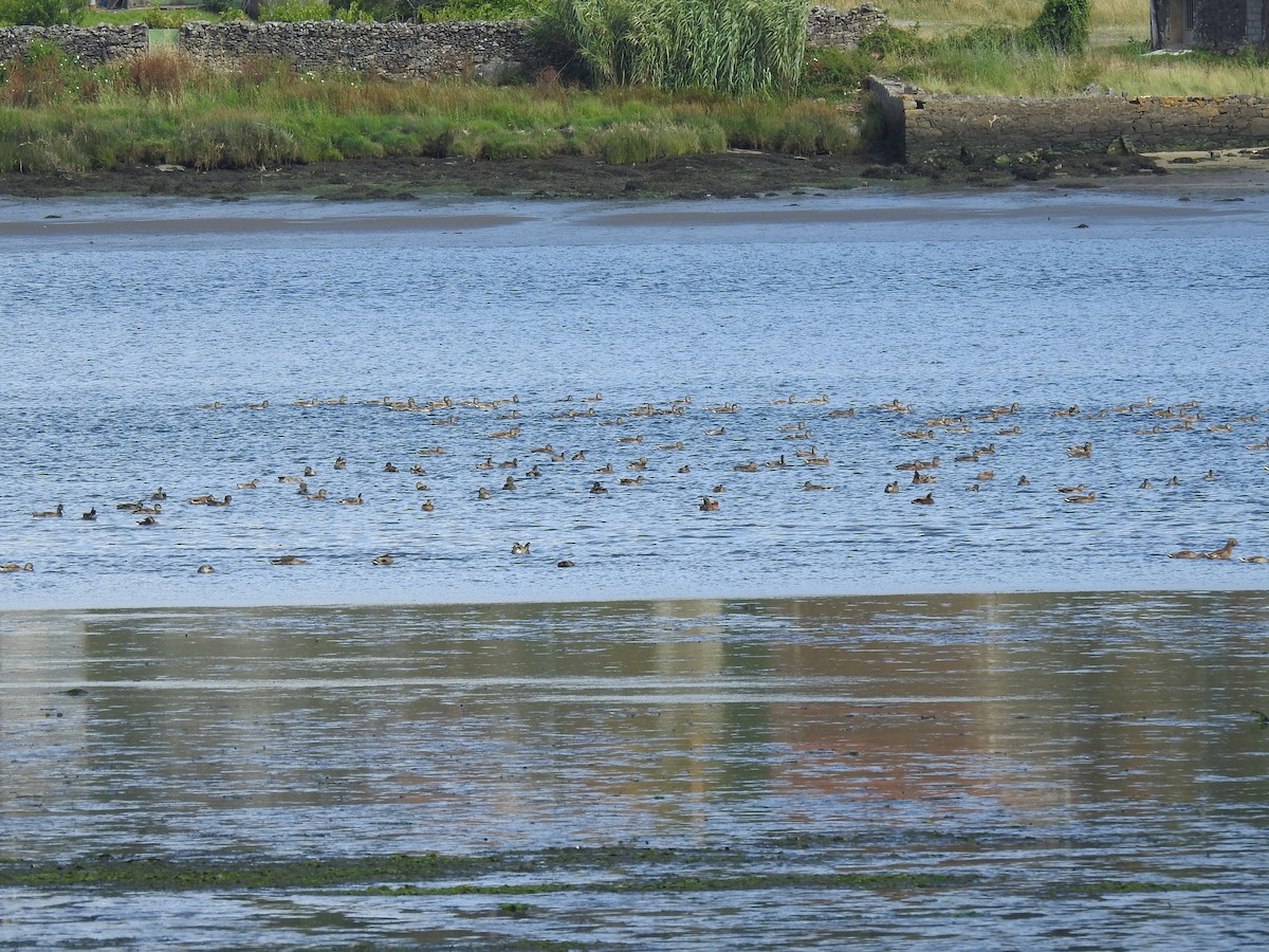 Mallard - ML621192772