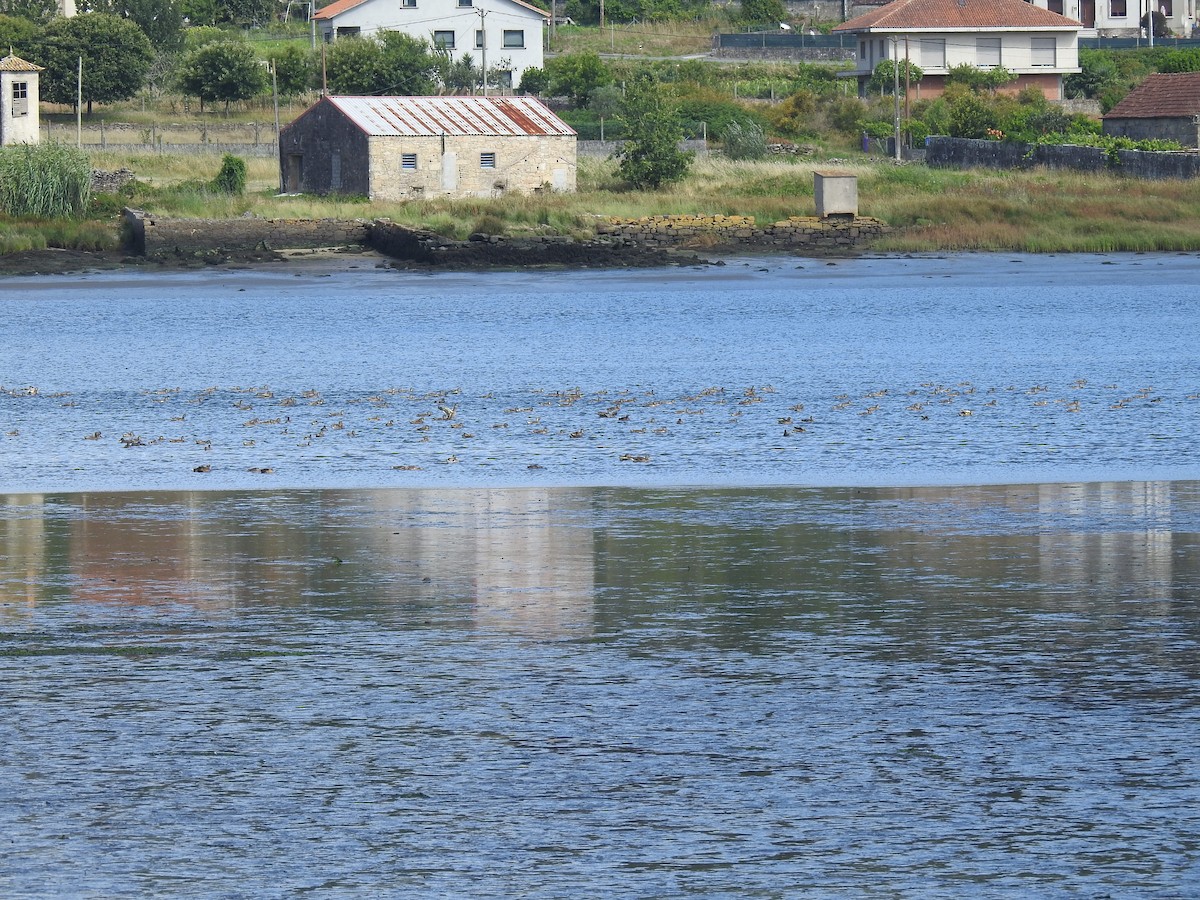 Mallard - ML621192773