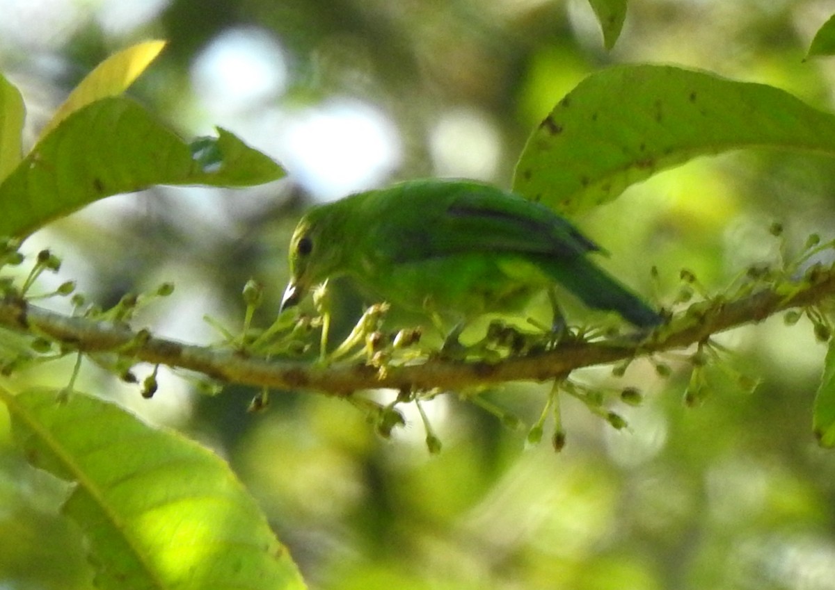 Lesser Green Leafbird - ML621192778