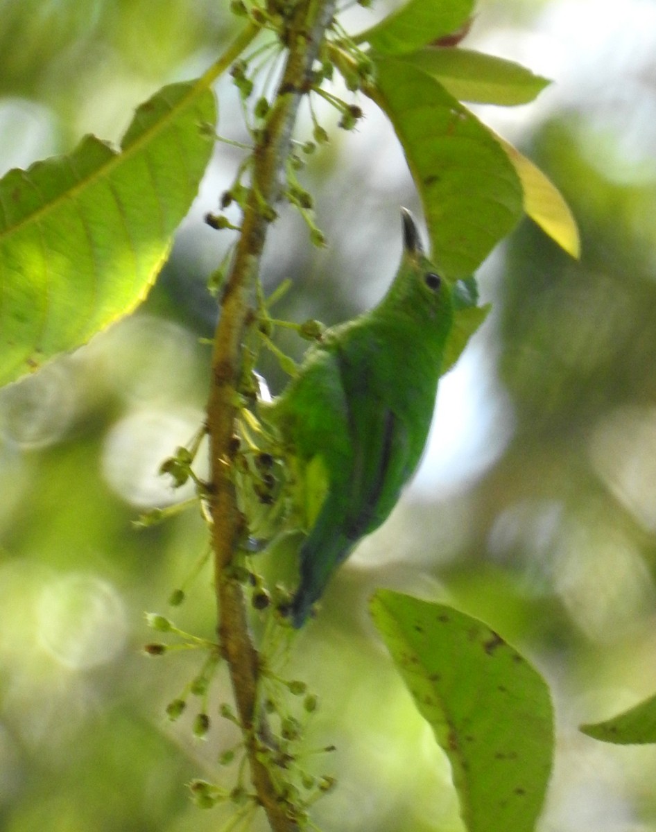 Lesser Green Leafbird - ML621192779