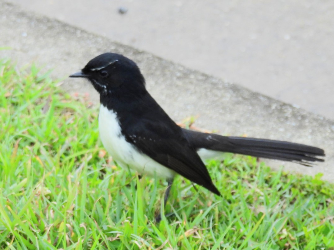 Willie-wagtail - ML621192799