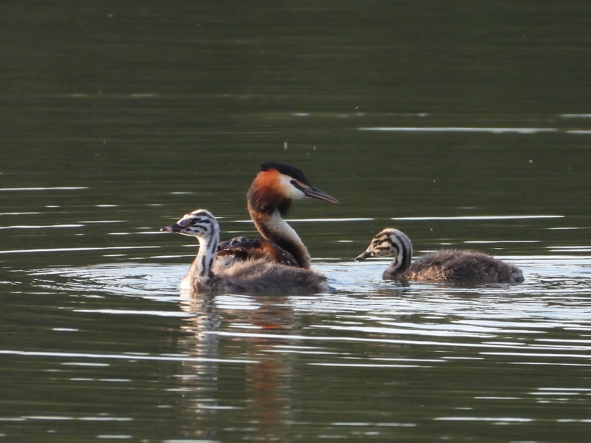 Great Crested Grebe - ML621192802