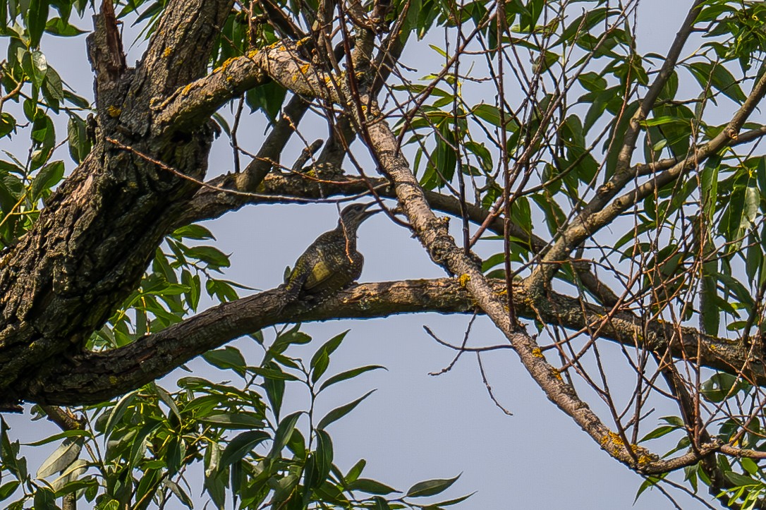 Eurasian Green Woodpecker - ML621192812