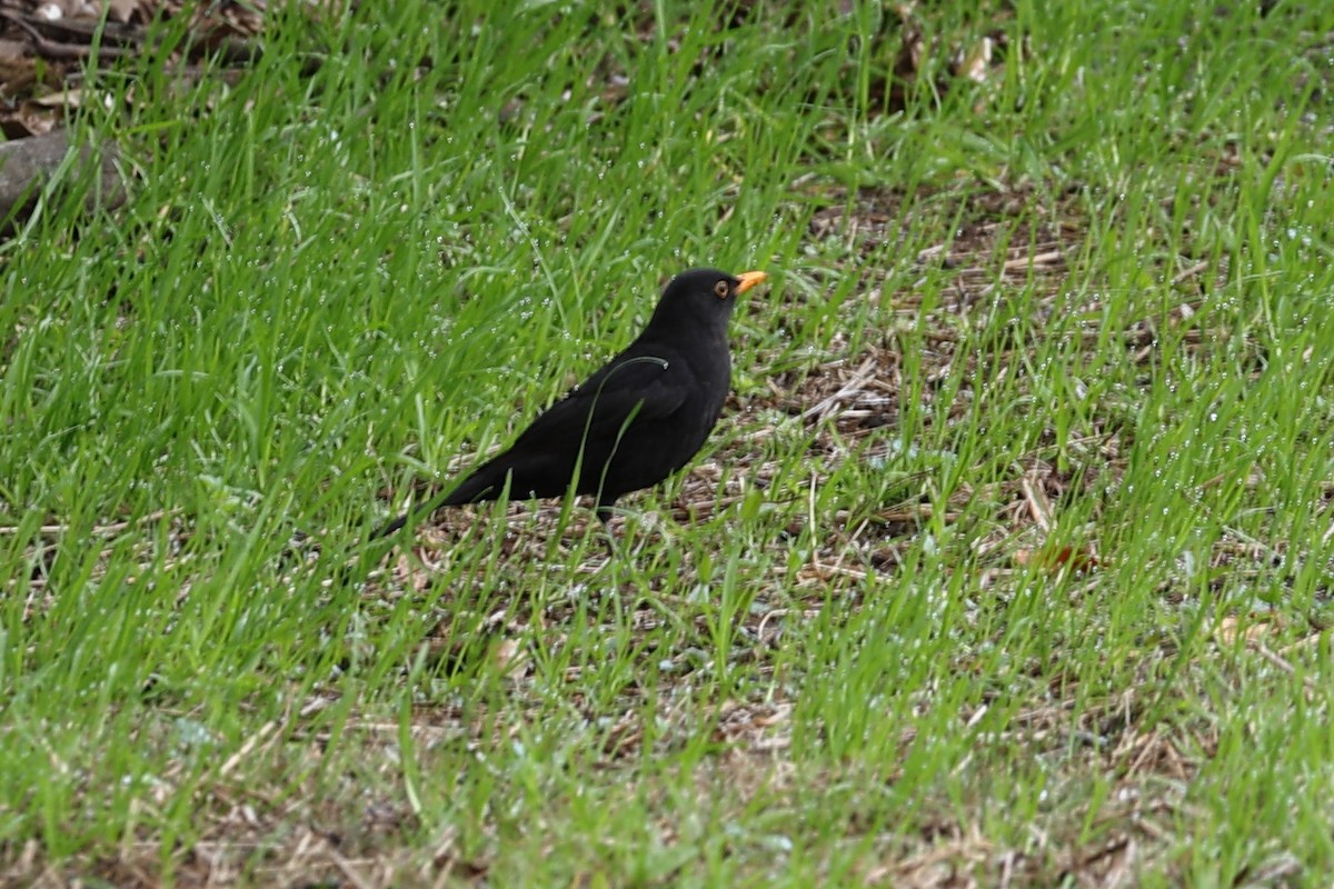 Eurasian Blackbird - ML621192839