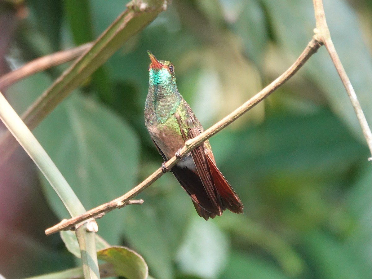Rufous-tailed Hummingbird - ML621192869