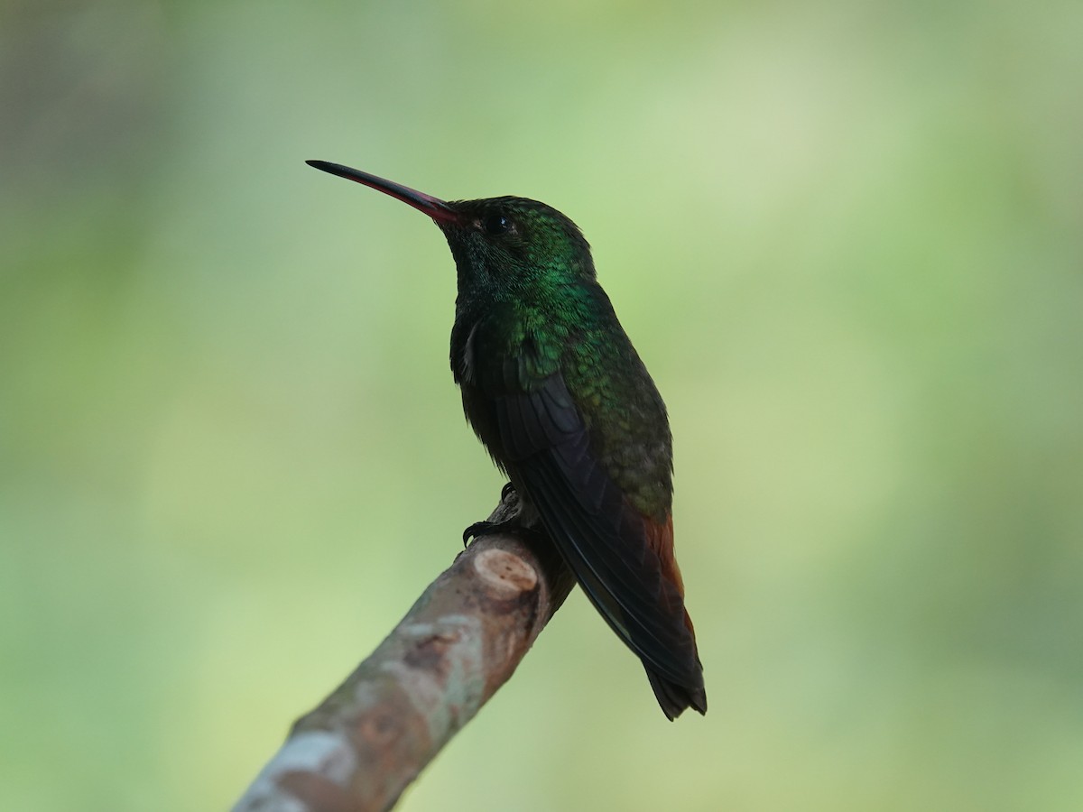 Rufous-tailed Hummingbird - ML621192874