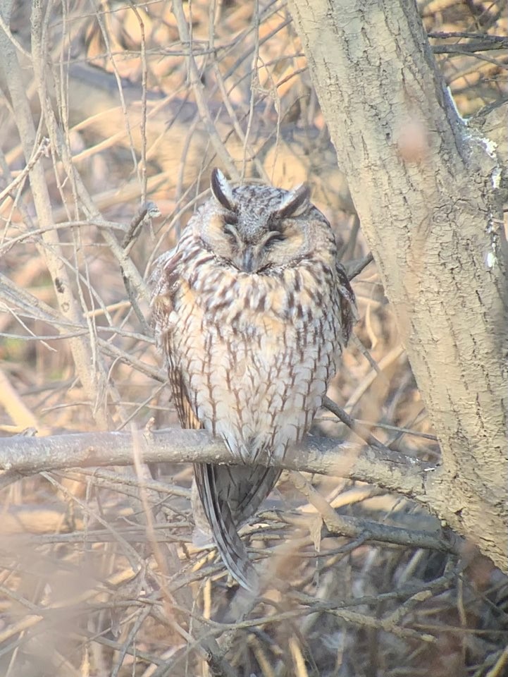 Long-eared Owl - ML621192882