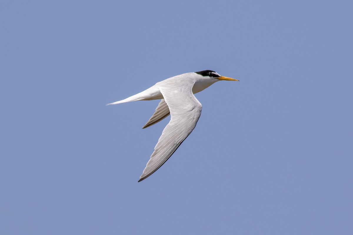 Little Tern - ML621192891