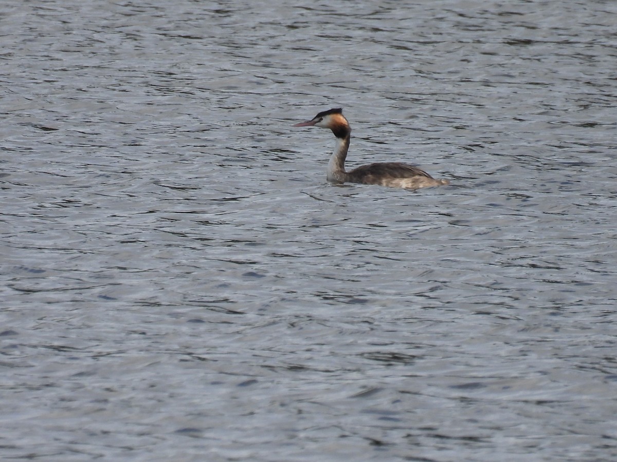 Great Crested Grebe - ML621192894