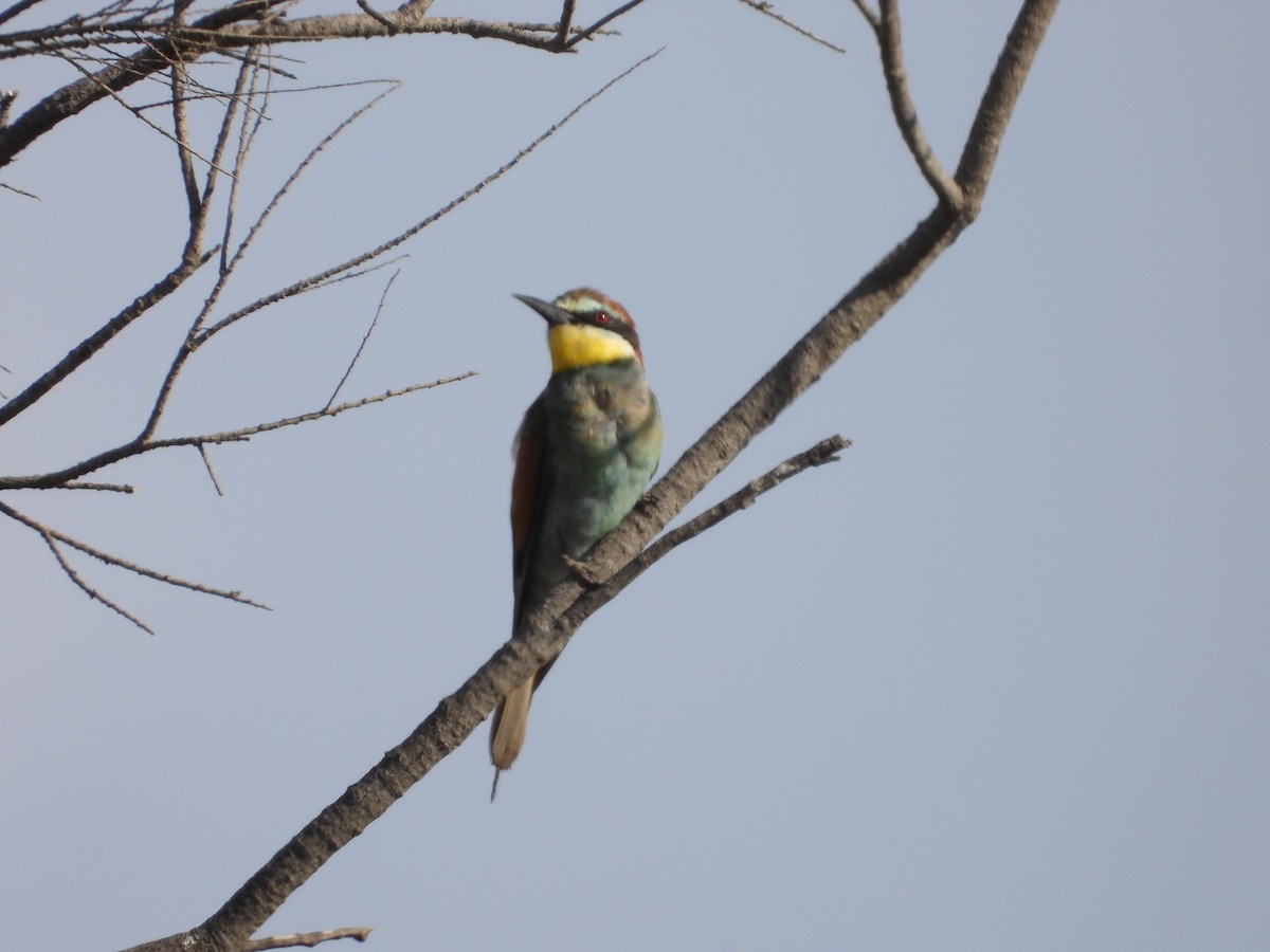 European Bee-eater - ML621192900