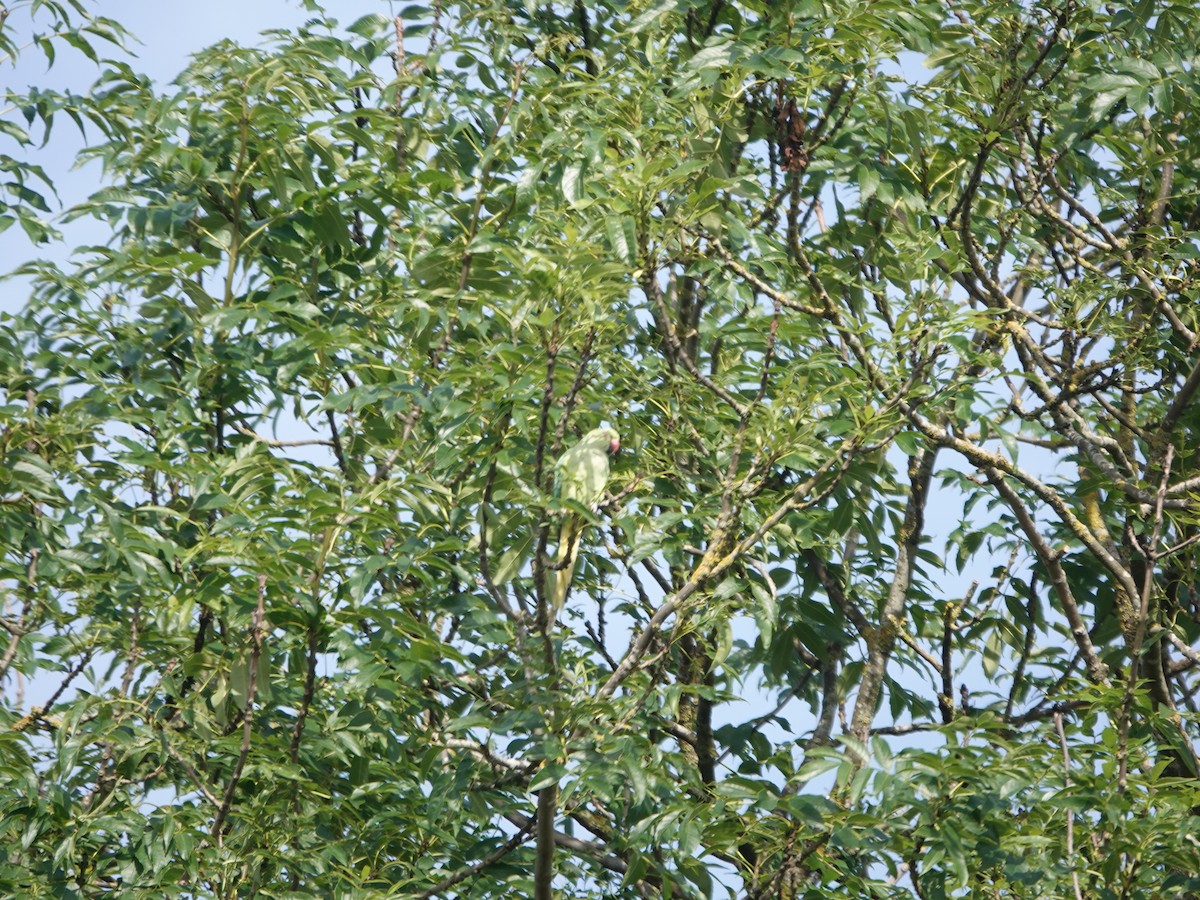 Yeşil Papağan - ML621192911