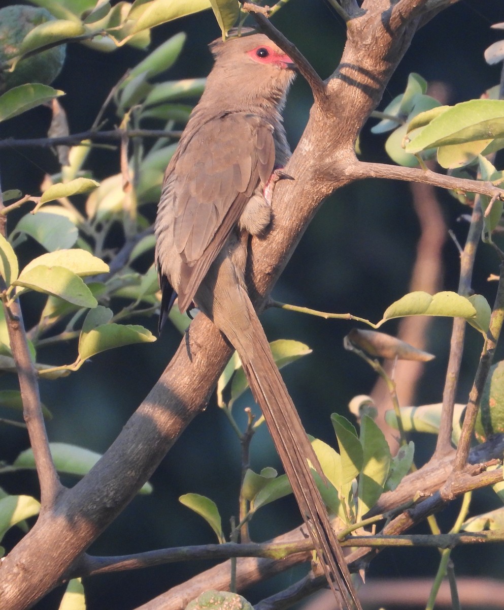 Red-faced Mousebird - ML621192922