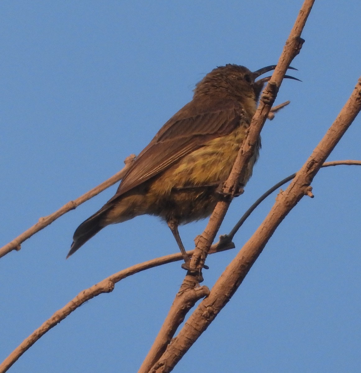 Scarlet-chested Sunbird - ML621192943