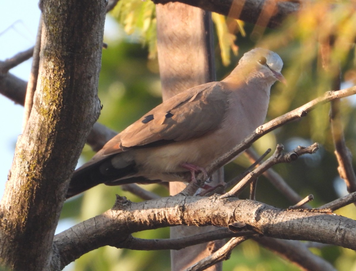 Blue-spotted Wood-Dove - ML621192971