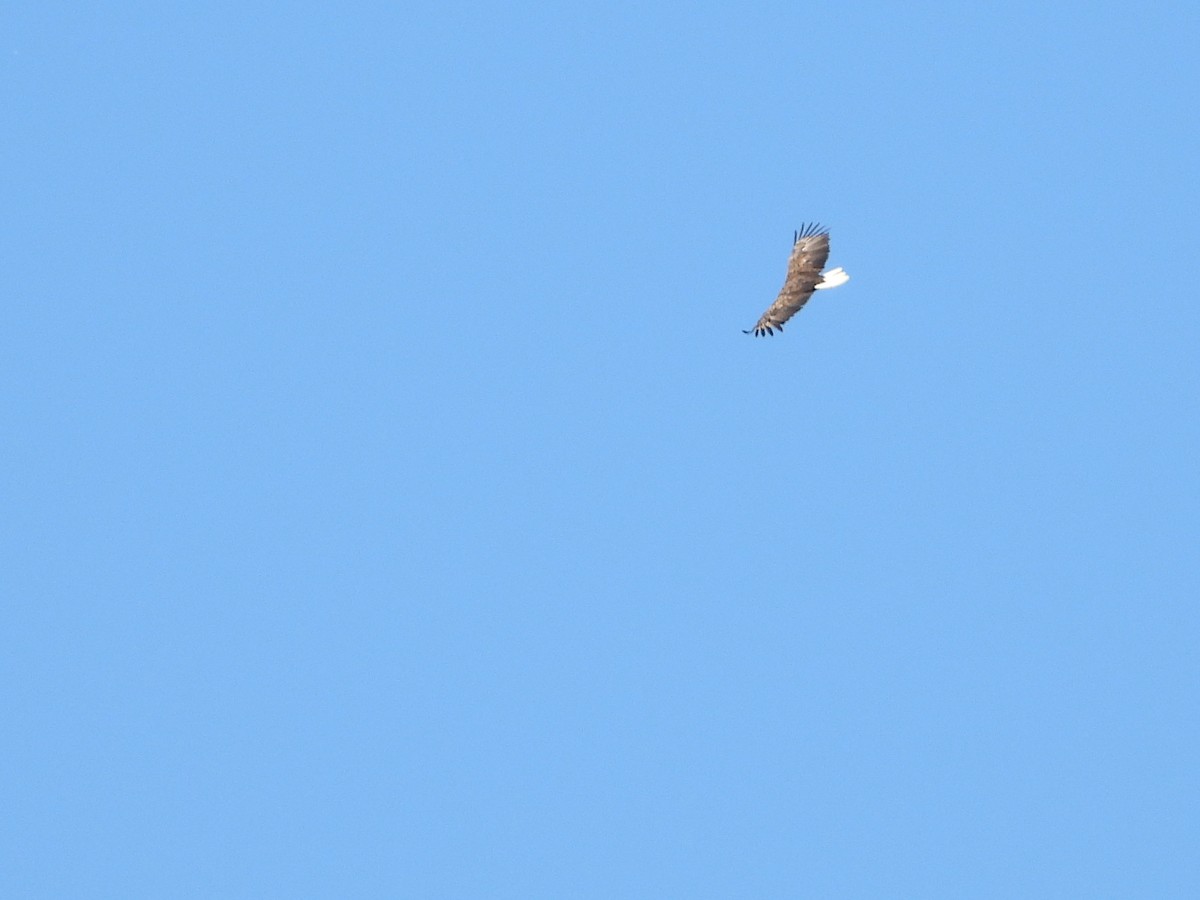 White-tailed Eagle - ML621192978