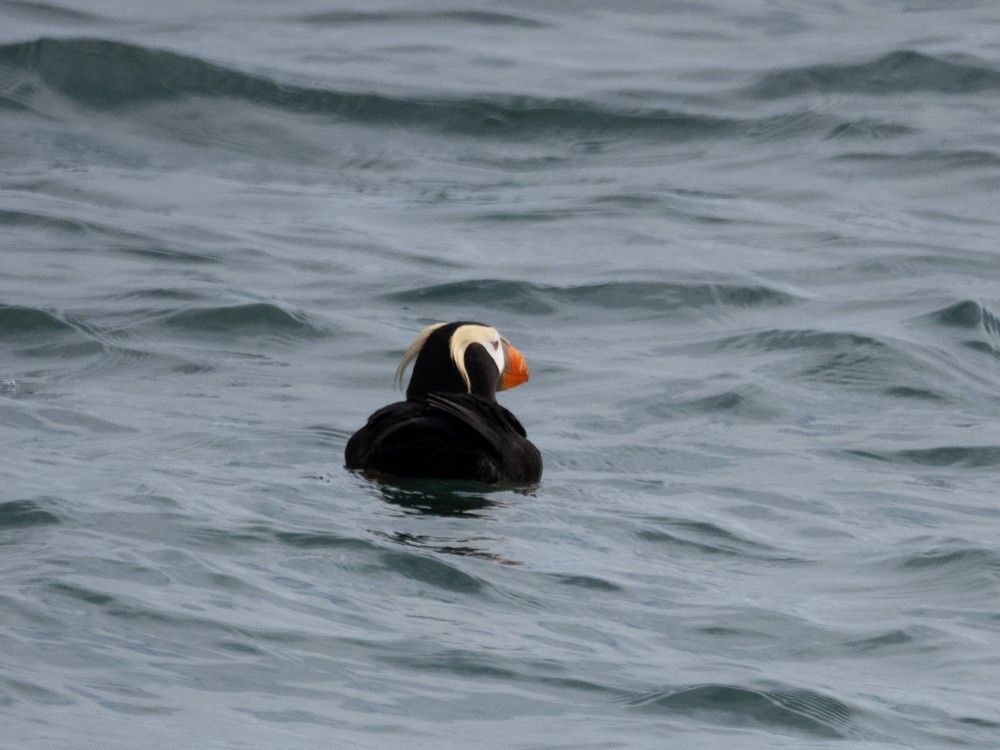 Tufted Puffin - ML621192979