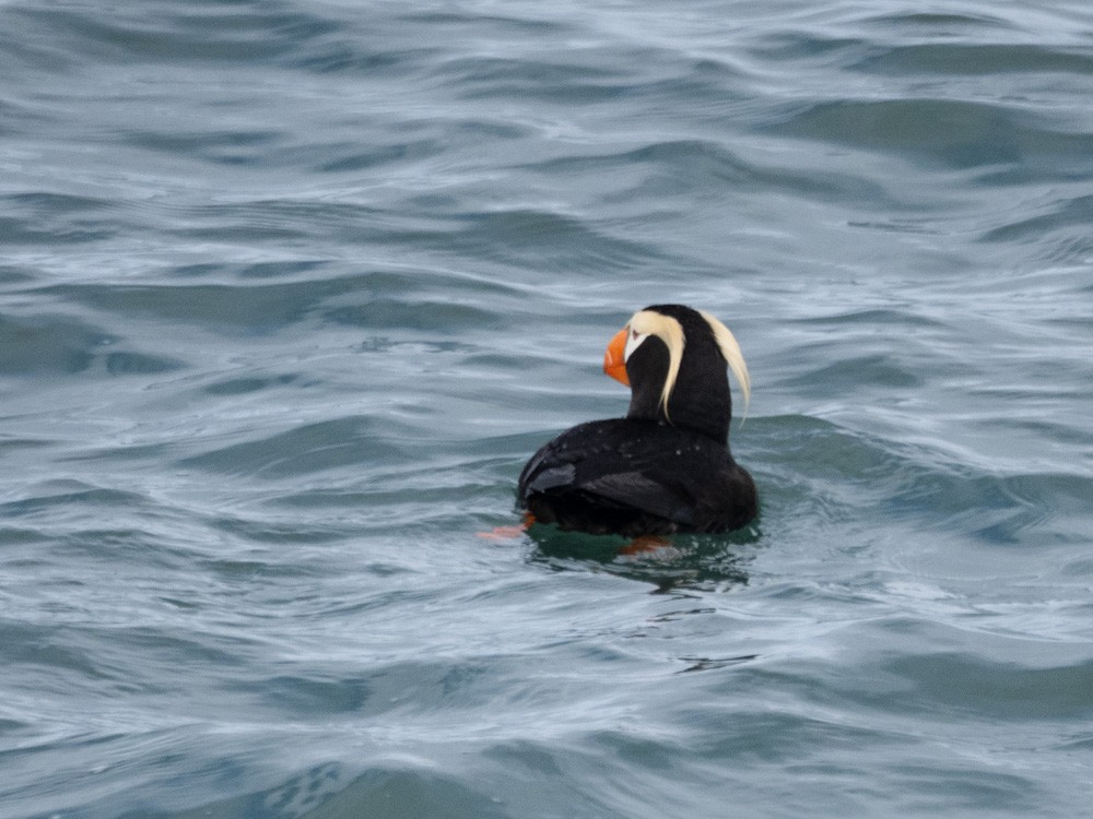 Tufted Puffin - ML621192984