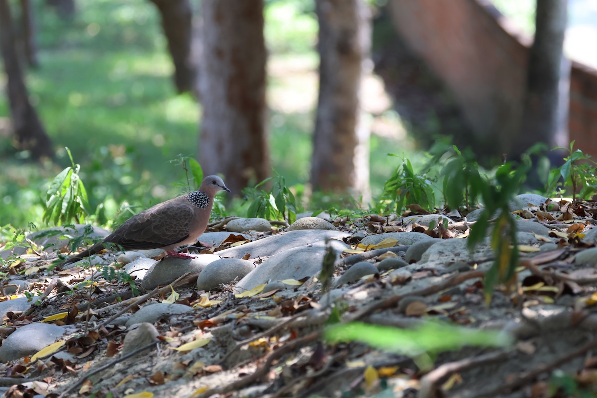 Spotted Dove - ML621192990