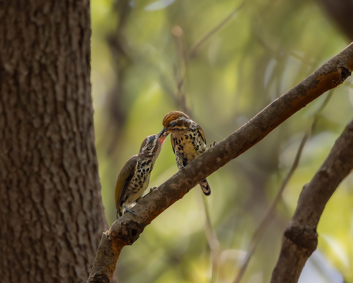 Speckled Piculet - ML621193017
