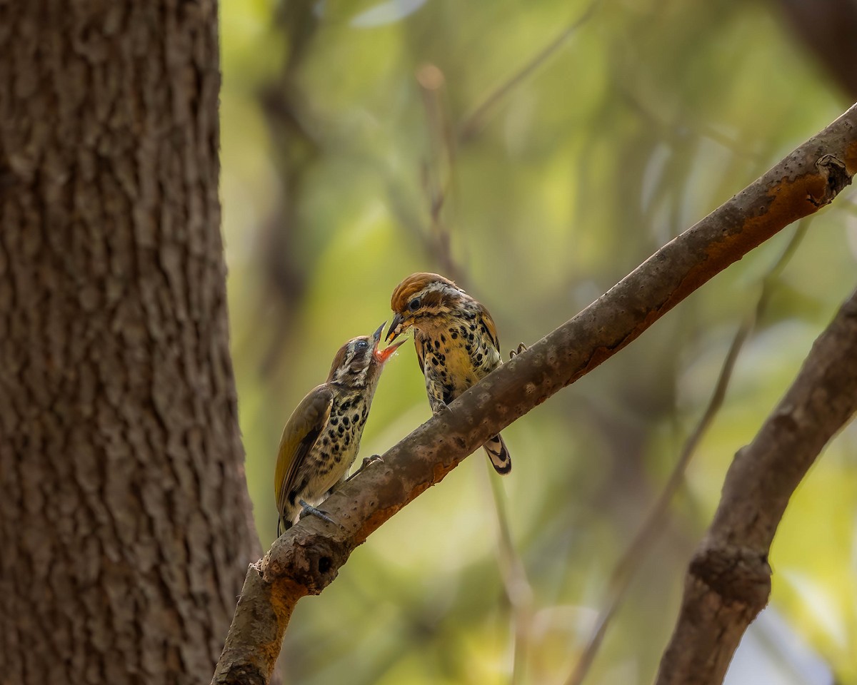 Speckled Piculet - ML621193018