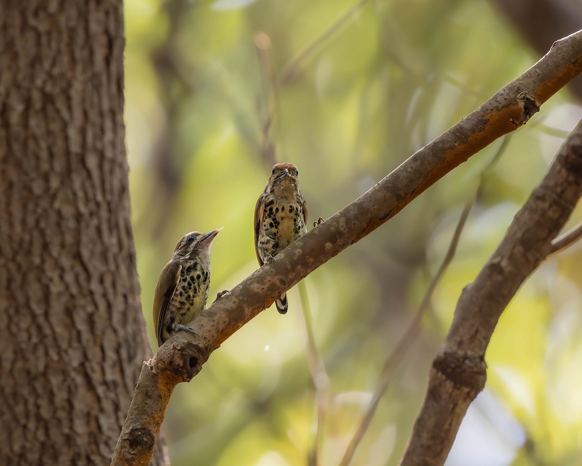 Speckled Piculet - ML621193019