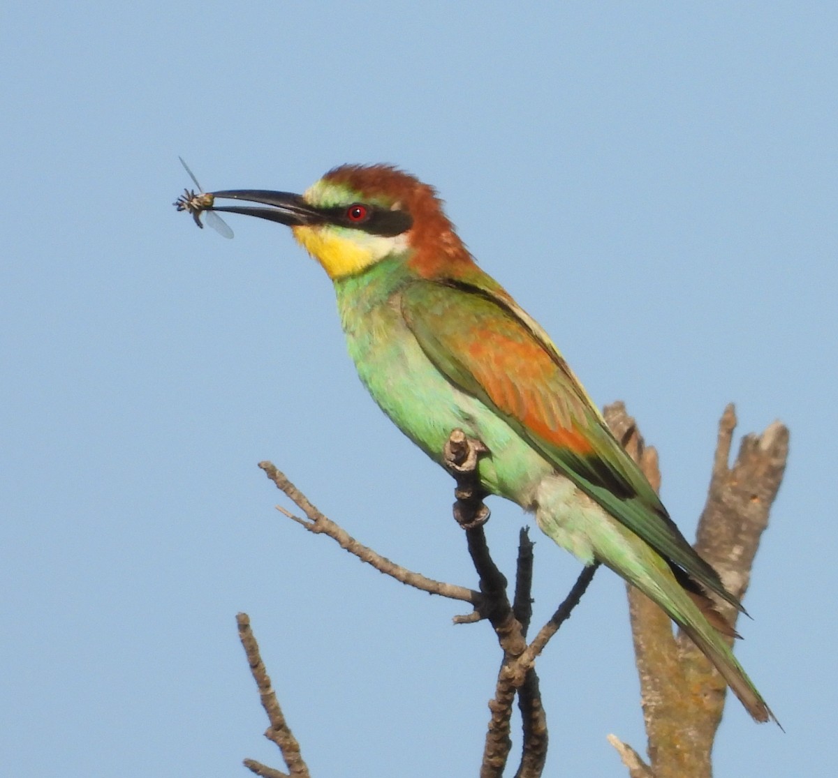European Bee-eater - ML621193020