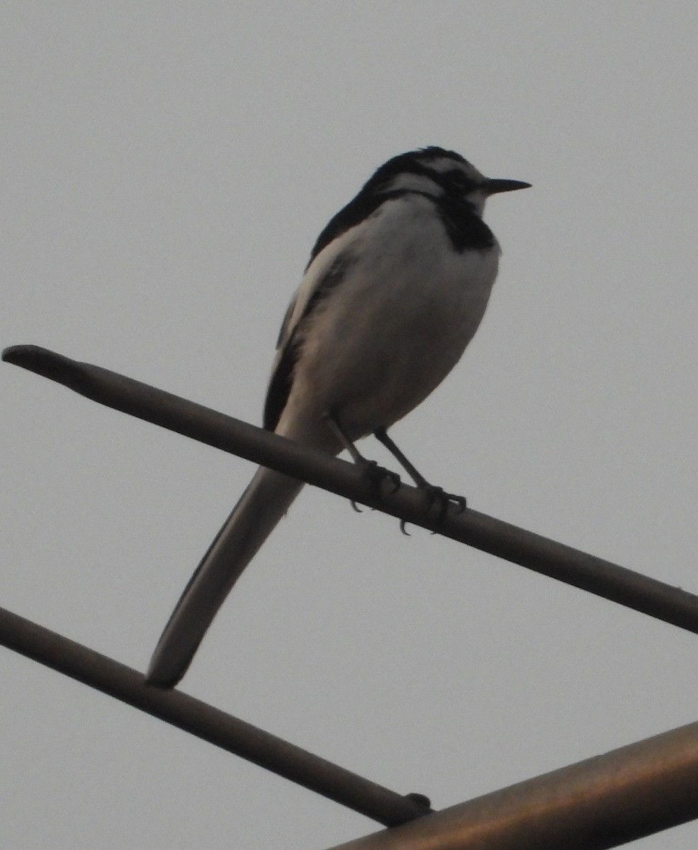 African Pied Wagtail - ML621193026