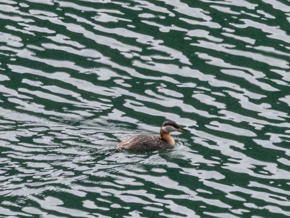 Red-necked Grebe - ML621193036