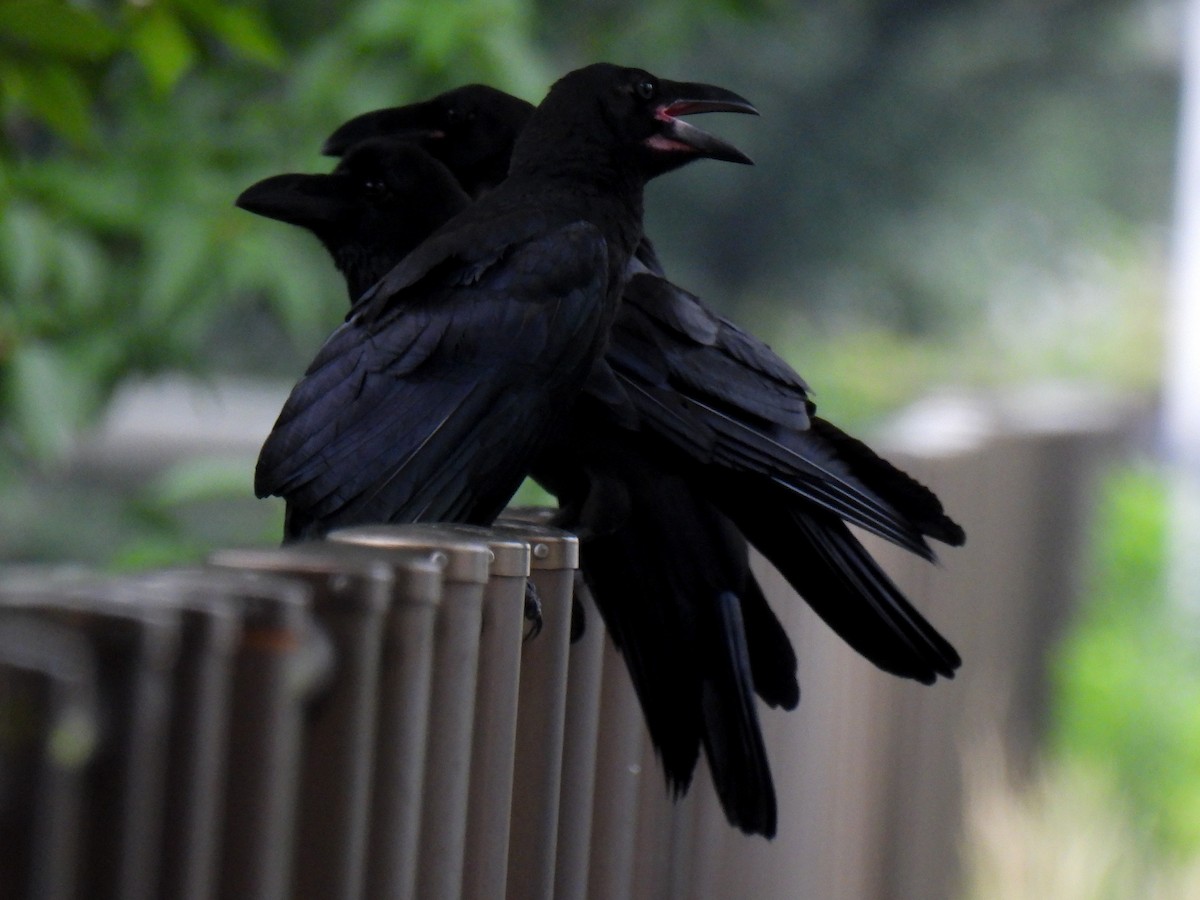 Large-billed Crow - ML621193043