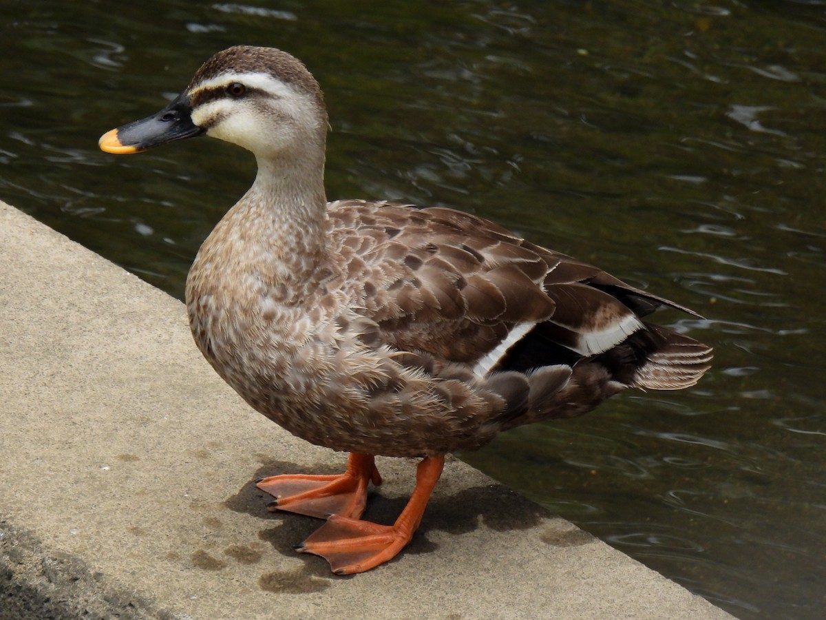 Eastern Spot-billed Duck - ML621193045