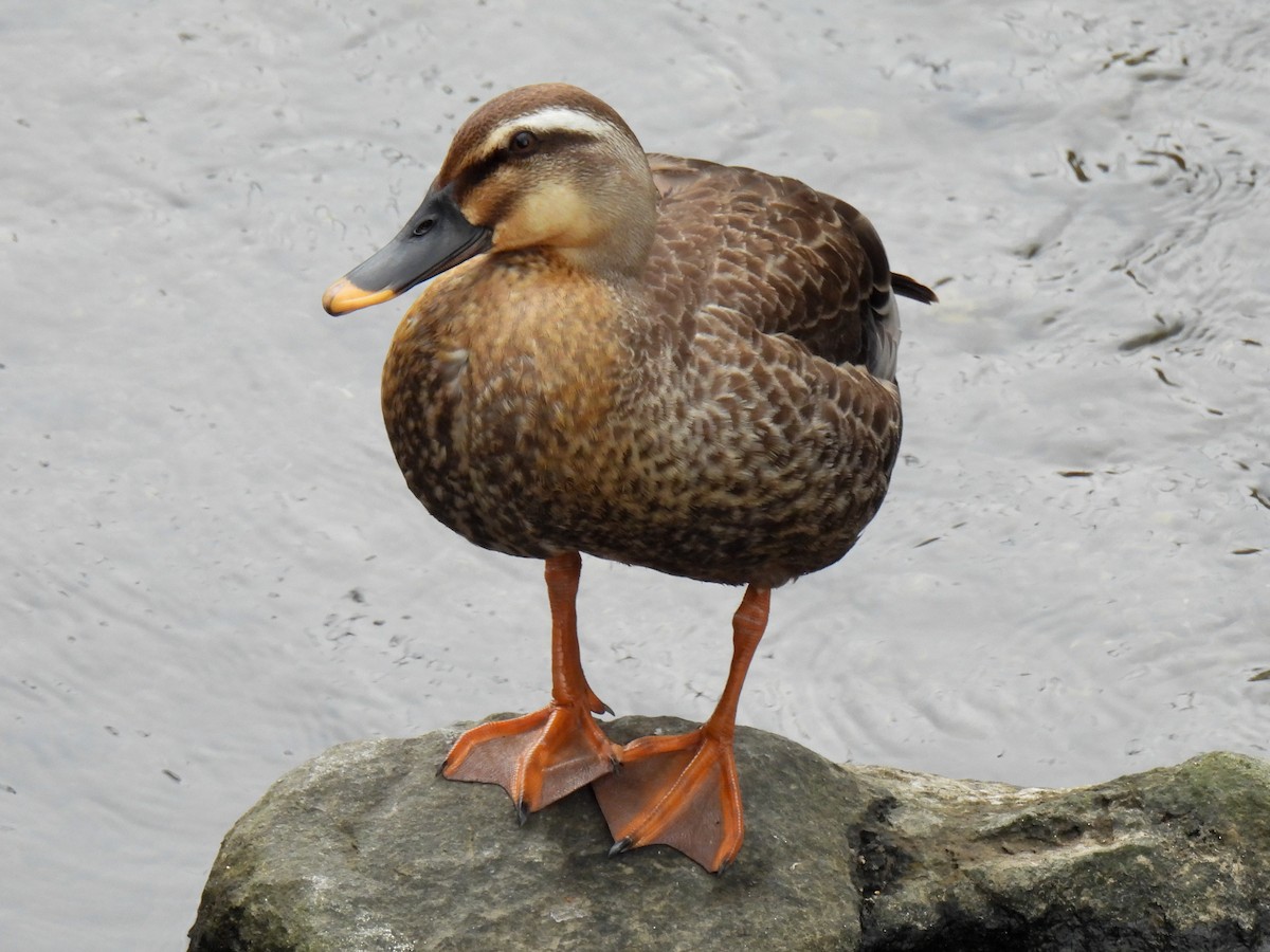Eastern Spot-billed Duck - ML621193049