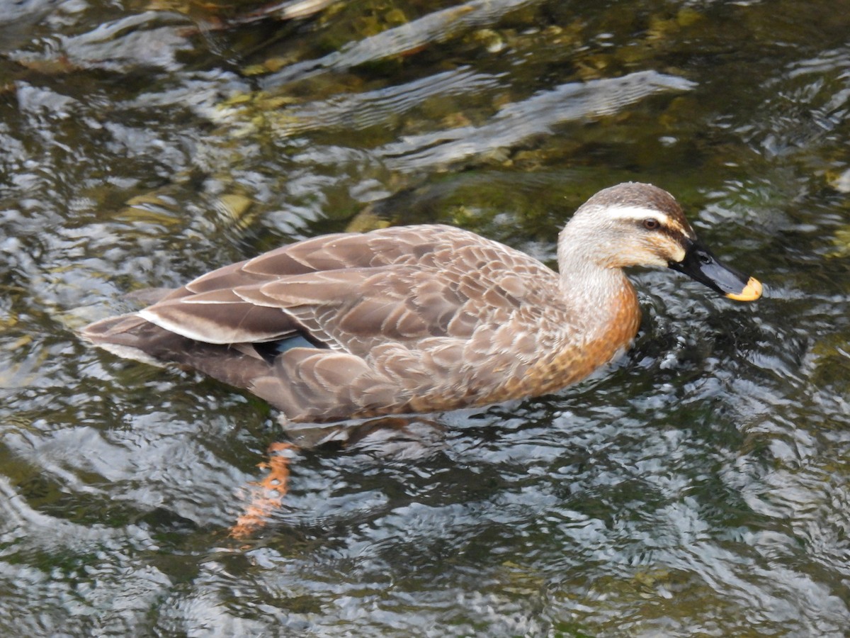 Eastern Spot-billed Duck - ML621193050