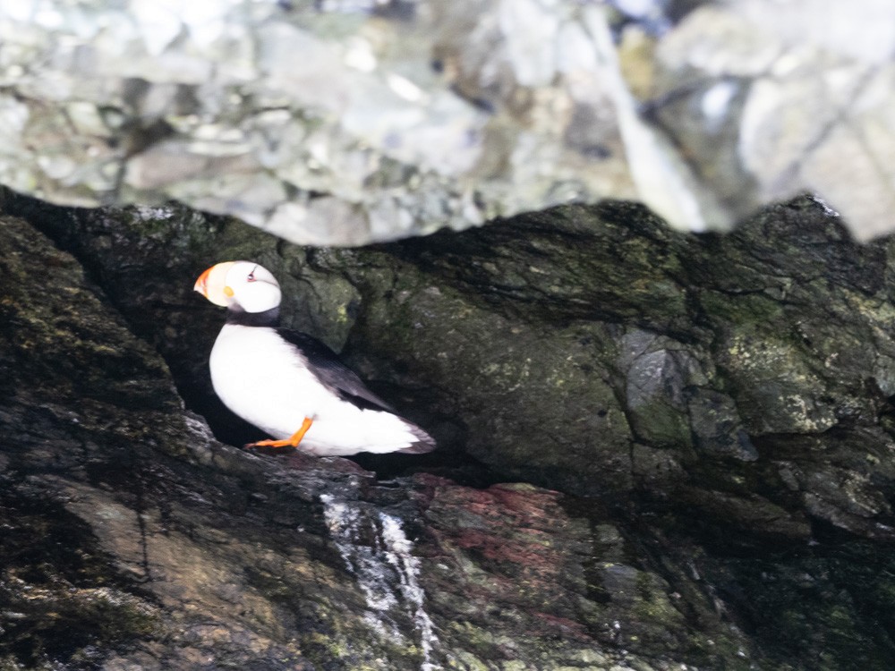 Horned Puffin - ML621193057