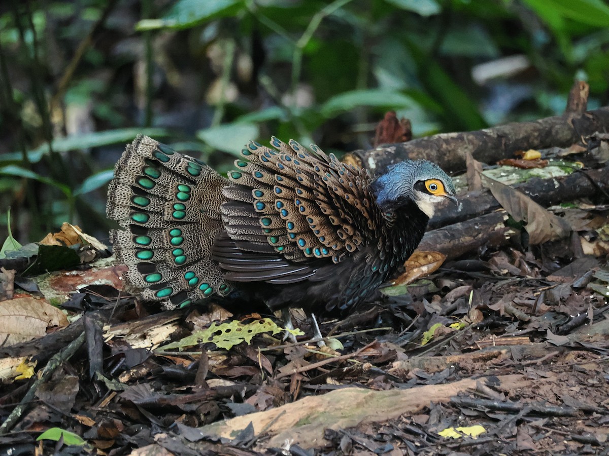Bornean Peacock-Pheasant - ML621193063