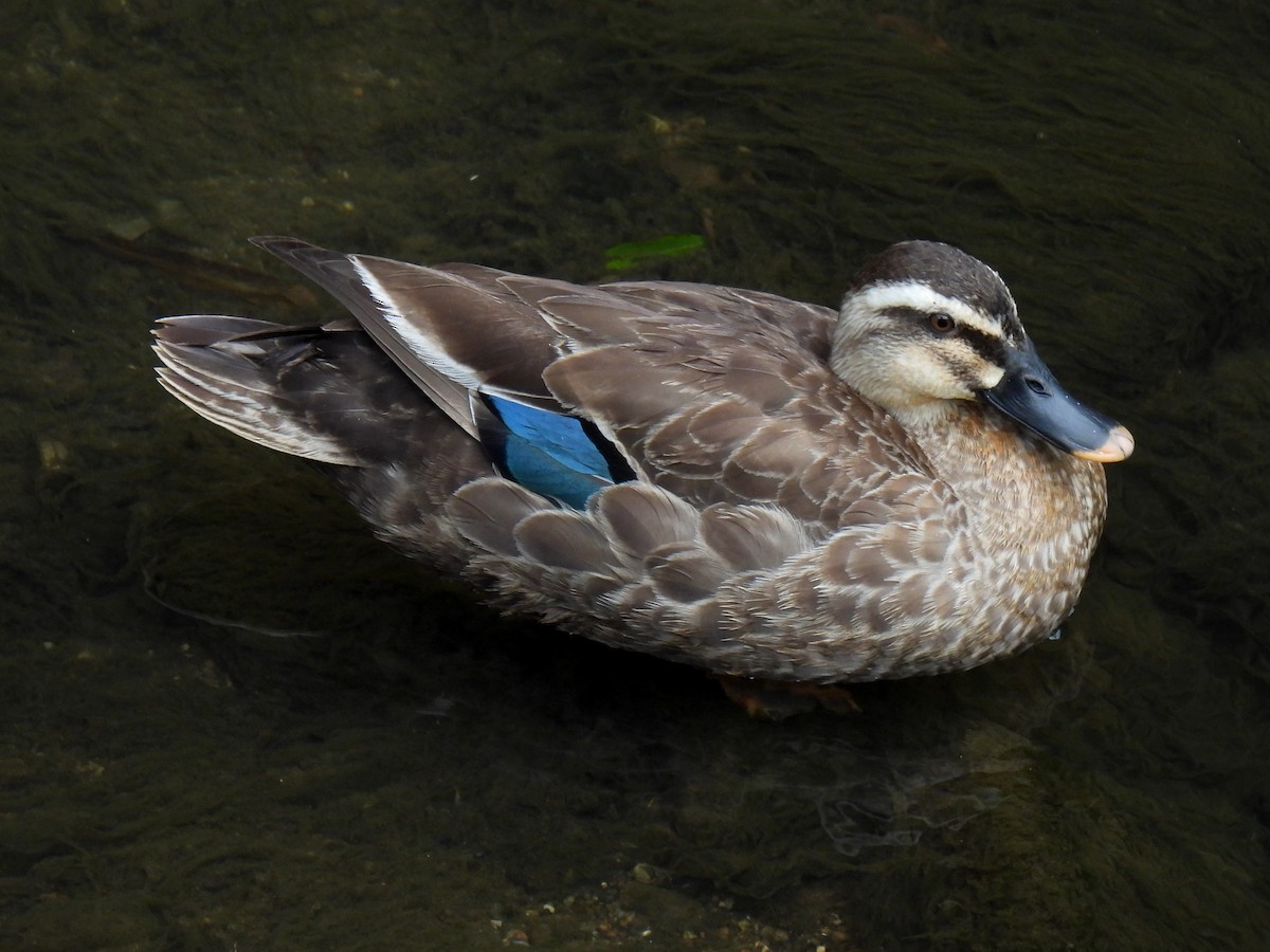 Eastern Spot-billed Duck - ML621193076