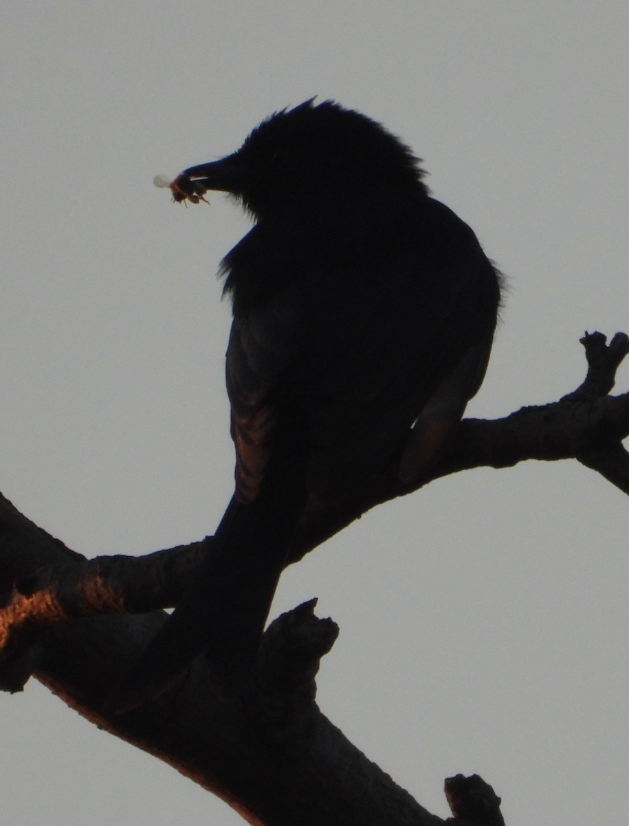 Fork-tailed Drongo - ML621193088
