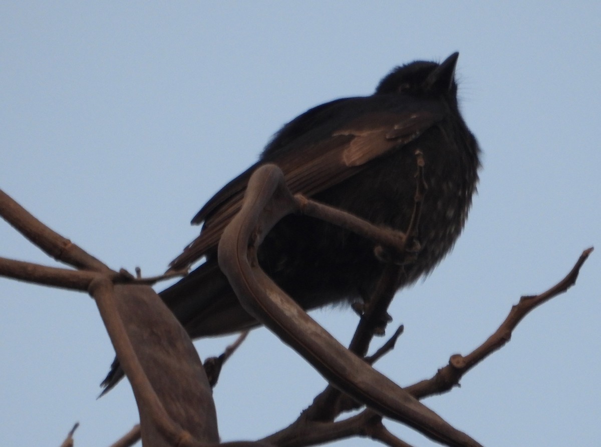 Fork-tailed Drongo - ML621193089