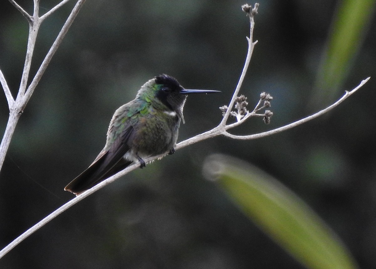 kolibřík krajkový - ML621193108