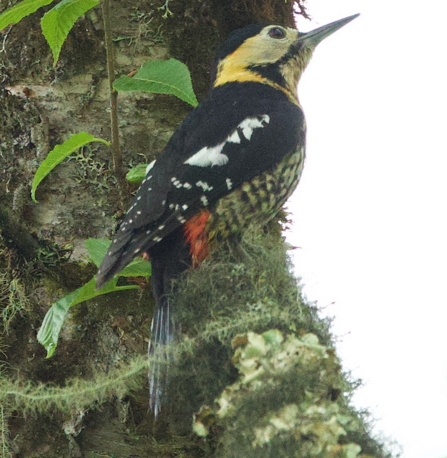 Darjeeling Woodpecker - ML621193141